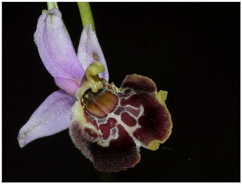 Lusus di Ophrys fuciflora